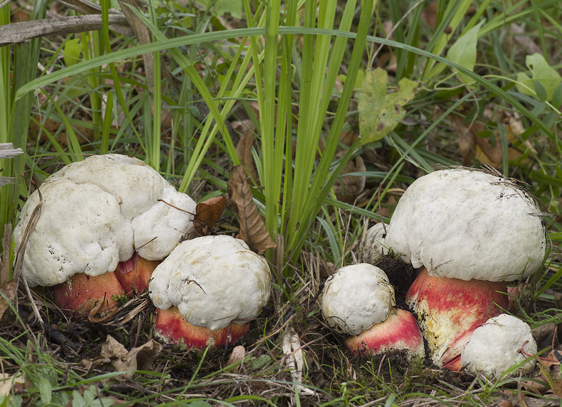 Boletus satanas